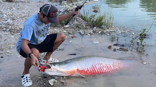 Arapaima malaysia Tasik Pochong Prima  马来西亚巨骨舌鱼  巨龙鱼  RyuFishingTackles [upl. by Valentino]