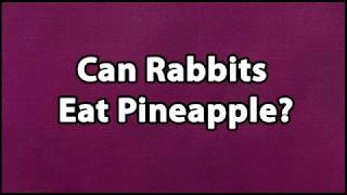 Can Rabbits Eat Pineapple [upl. by Fran817]