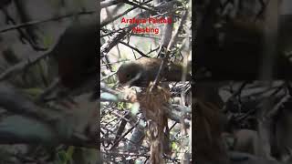 Amazing Arafura Fantail building a nest for breeding season conservation wildlife australia [upl. by Felicity839]