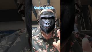 Johnny Hallyday  quoi ma gueule parodie [upl. by Daren]