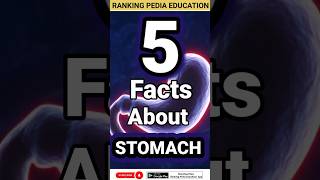 5 Facts about Stomach  Stomach Anatomy stomachstomachexercisesstomachproblemstomachdiseasefact [upl. by Magdau]