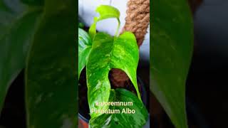 Epipremnum Pinnatum Albo Verigate tropical tropicalplants indoorplants [upl. by Yssej]