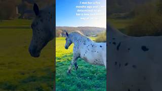 Abandoned horse gets a new life She is amazing🧡drafthorse cross equestrian training rescue [upl. by Mosa]