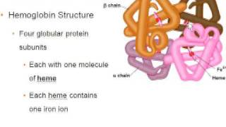 Hemoglobin Structureavi [upl. by Hafeetal149]