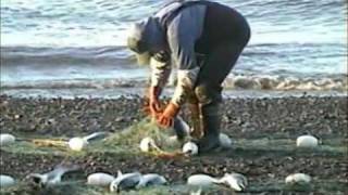 Set Net Salmon Fishing from Shore  Coffee Point near Egegik Alaska [upl. by Biles]