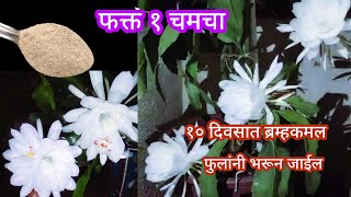 या खताच्या वापराने ब्रम्हकमल फुलांनी भरगच्छ होईलOrganic fertilizerspgardeningmarathi [upl. by Nwahsud]