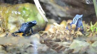 dendrobates tinctorius azureus [upl. by Elihu]