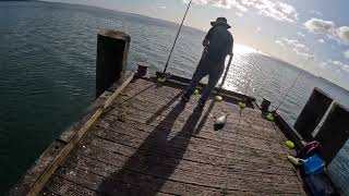 bait fishing cornwallis wharf [upl. by Darrel725]