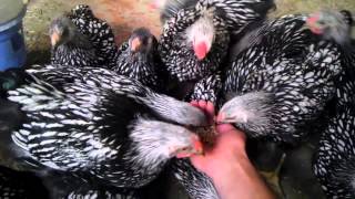 Silver laced wyandotte chickens poulet tavuk [upl. by Fraase]