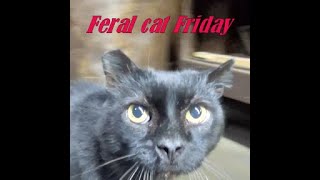 Feral Cat Friday 11 22 24 [upl. by Hallimaj]