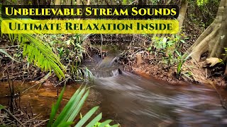 Unbelievable Stream amp Birdsong Sounds for Ultimate Relaxation and Sleep 🐦🌊 [upl. by Dilisio]