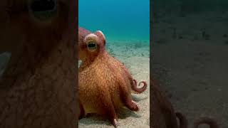 What a trickster naturepbs spyintheocean octopus mimicoctopus [upl. by Susie821]