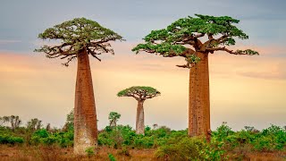 Baobab drzewo nie z tej ziemi  Film dokumentalny [upl. by Wendin]