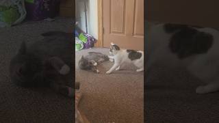 Kittens werent nearly as in time during this brawl cat play fighting music [upl. by Janelle]