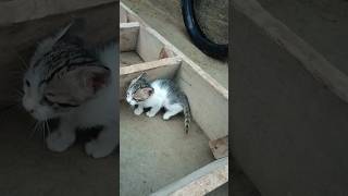 cat short video79 [upl. by Audras]