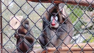 Mandrill Family grooming each other kids plays digging hole on the ground 🌴💕 [upl. by Ahsir]