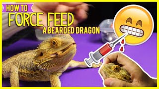 How To FORCE FEED A Bearded Dragon  Pet Reptiles [upl. by Timoteo827]