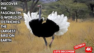 Discover the Fascinating World of OstrichesThe Largest Bird on Earth [upl. by Mundt]