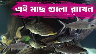 Bala Shark care video in Bengali  এই মাছ যেভাবে একুরিয়ামে রাখবেন amp রাখলে কি হবে [upl. by Vez]