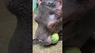 Big hippo eats big watermelon little hippo eats small watermelon two month old baby opens it [upl. by Langsdon281]