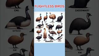 FLIGHTLESS BIRDS Name for kidskidslearningbyaashi kids kidsvideo kidslearning [upl. by Enytsuj]