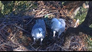 Sea EagleCAM Bielik białobrzuchy Sydney  Dad z rybą🐟 dla Lady 2024 06 26 [upl. by Rexanna]