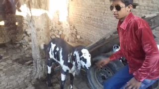 Zohaib pendu official new Vlog [upl. by Gnanmos600]