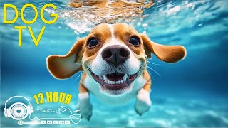 Relaxing Dog TV Soothing Piano Music and Peaceful Scenes to Calm and Entertain Your DogMusic video [upl. by Vivianna]