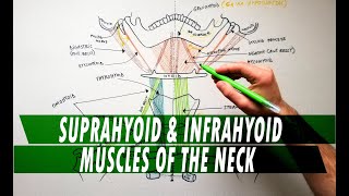 Suprahyoid amp Infrahyoid muscles of the neck  Anatomy Tutorial [upl. by Voltz]