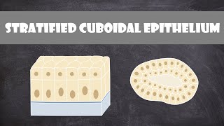 Stratified Cuboidal Epithelium  Anatomy [upl. by Nomael638]