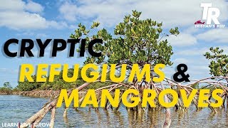 Tristians Reef Cryptic Refugiums and Mangroves In the Sump [upl. by Naelcm146]