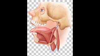 Styloid process anatomy brieflyENT pearls daily [upl. by Maritsa]