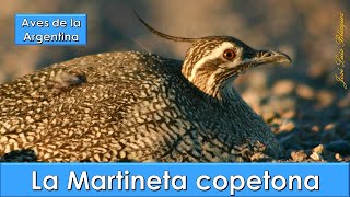 Martineta copetona Elegant Crested Tinamou Eudromia elegans Aves de la Argentina [upl. by Lewak6]