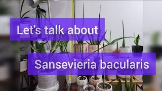 Lets talk about Sansevieria bacularis [upl. by Krystal]