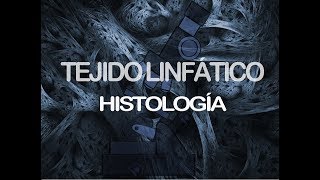 Tejido linfático  Histología [upl. by Ynabla]