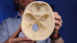 Labelled cranial foramina anatomy [upl. by Annaj486]