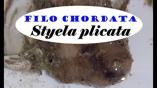 Styela plicata  Ascidia  Filo Chordata [upl. by Ticon]