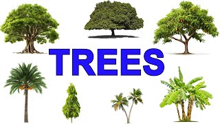 Trees name in English  Types of Trees Vocabulary  Trees and Plants name in English [upl. by Nivloc]