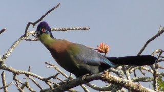 Purplecrested Turaco Tauraco porphyreolophus Glanzhaubenturako [upl. by Gayelord]