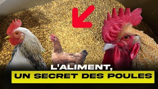 Alimentation des Poulets  Le secret pour réussir lélevage de poulets [upl. by Lepley71]