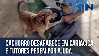 Cachorro desaparece em Cariacica e tutores pedem por ajuda [upl. by Vilma854]