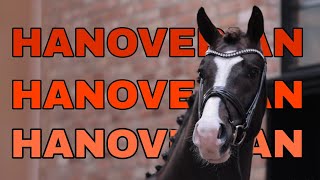 Hanoverian Horse The giants of Classic Equestrianism [upl. by Lennard]