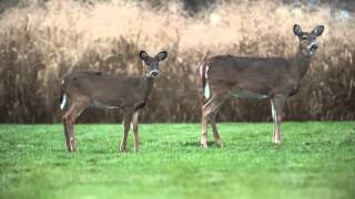 Grazing deer in Central Pa [upl. by Camilla]