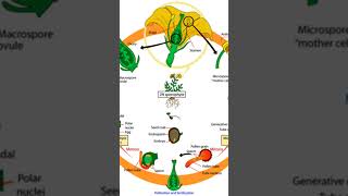 Angiosperms of life cycleBiology chart biology [upl. by Loren]