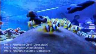 Amphiprion Ocellaris and Clarkii [upl. by Hovey]