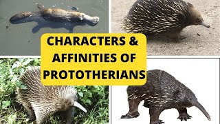 CHARACTERS AND AFFINITIES OF PROTOTHERIANS  MSc Zoology  SEM 4  DrRaniSDharan [upl. by Ednutey]