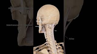 🦴 Atlas and Nuchal Ligament The Foundations of Head and Neck Stability [upl. by Aretse]