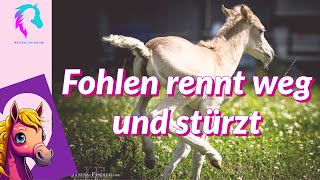 Fohlen rennt weg und stürzt 🐴 [upl. by Whitcomb]