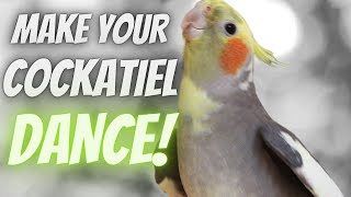 How to Make your Cockatiel Dance [upl. by Noxas484]