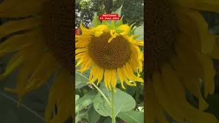 Sunfloweryoutubeshortsflowersshorts [upl. by Ardnaeel954]